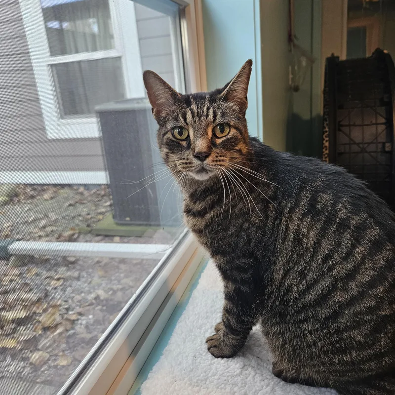 An adult large-sized male Tabby (Brown / Chocolate) American Shorthair cat named Calvin for adoption in Brooklyn, MI