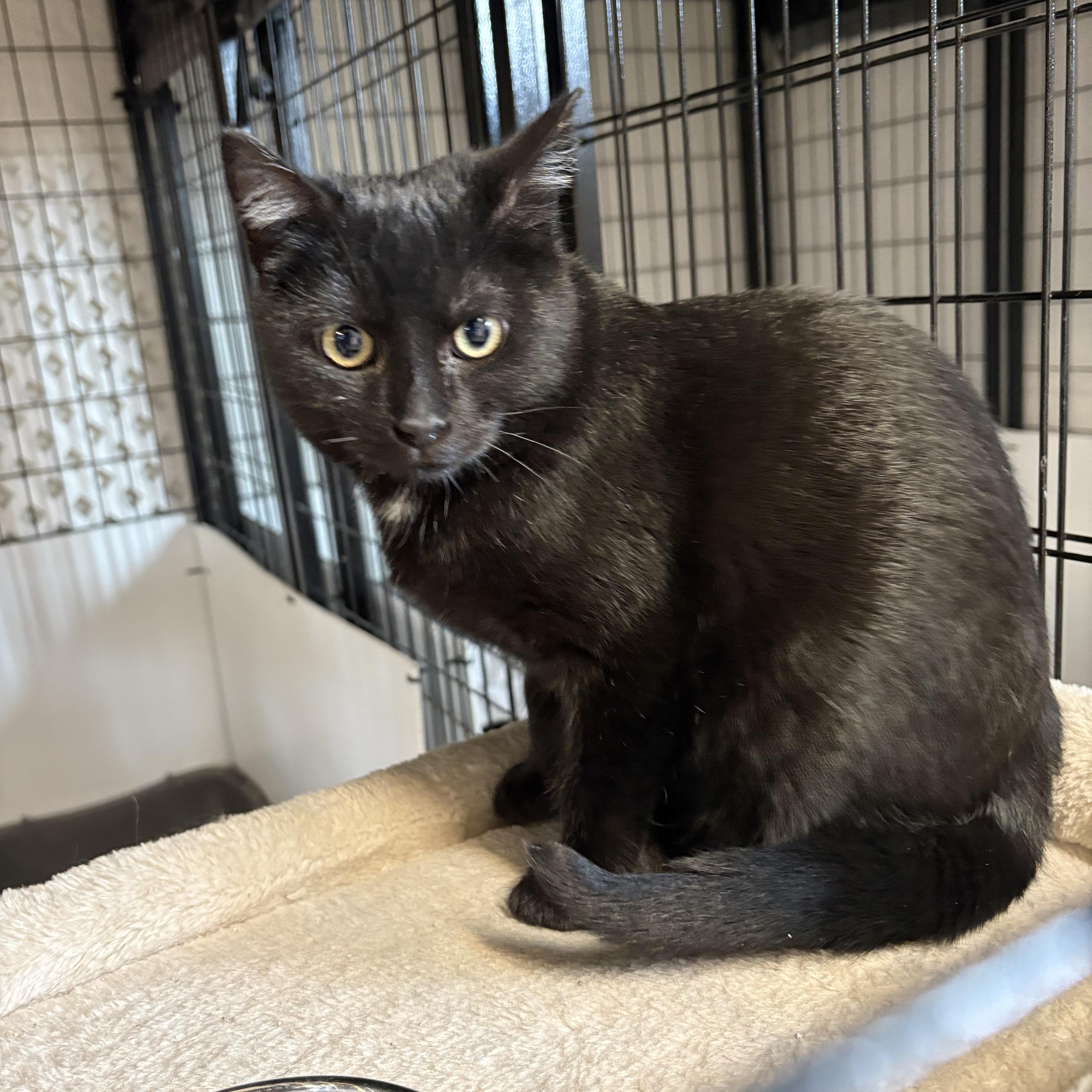 A baby medium-sized male Black Domestic Short Hair cat named Soot for adoption in Carson City, NV