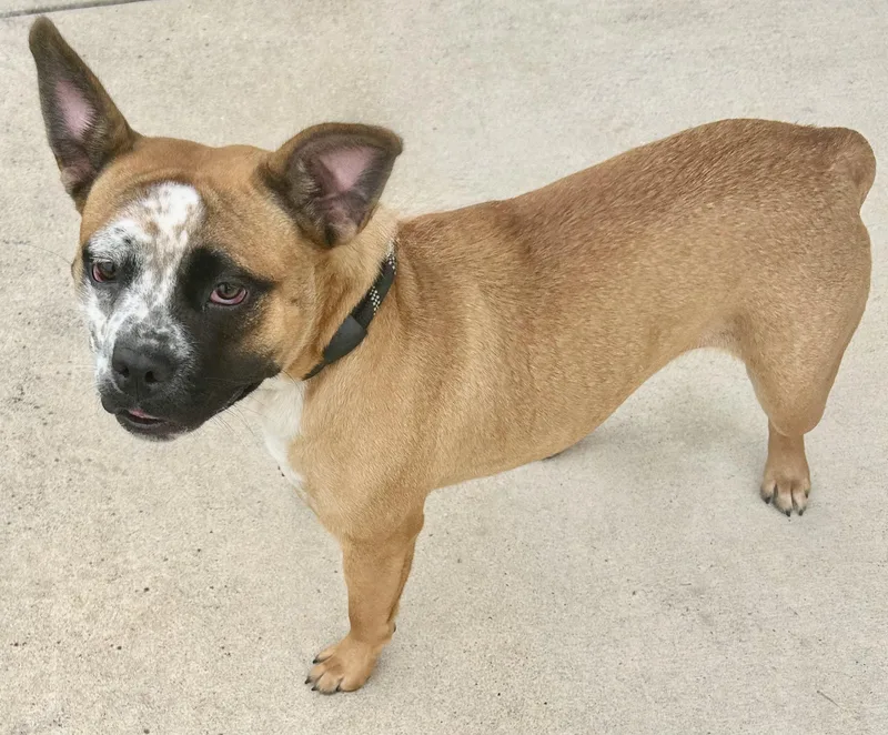 An adult medium-sized female Apricot / Beige Mixed Breed dog named Potato for adoption in Georgetown, TX