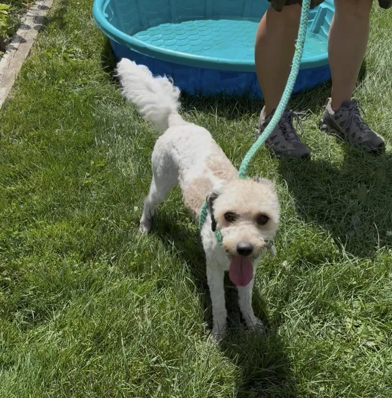 An adult small-sized female Poodle dog named Cookie for adoption in Oxford, MI