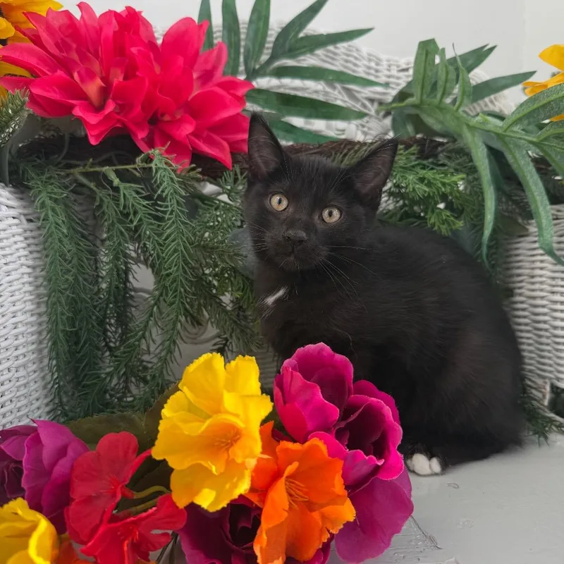 A baby small-sized male Black Domestic Short Hair cat named East Coast Cork for adoption in Eaton Rapids, MI