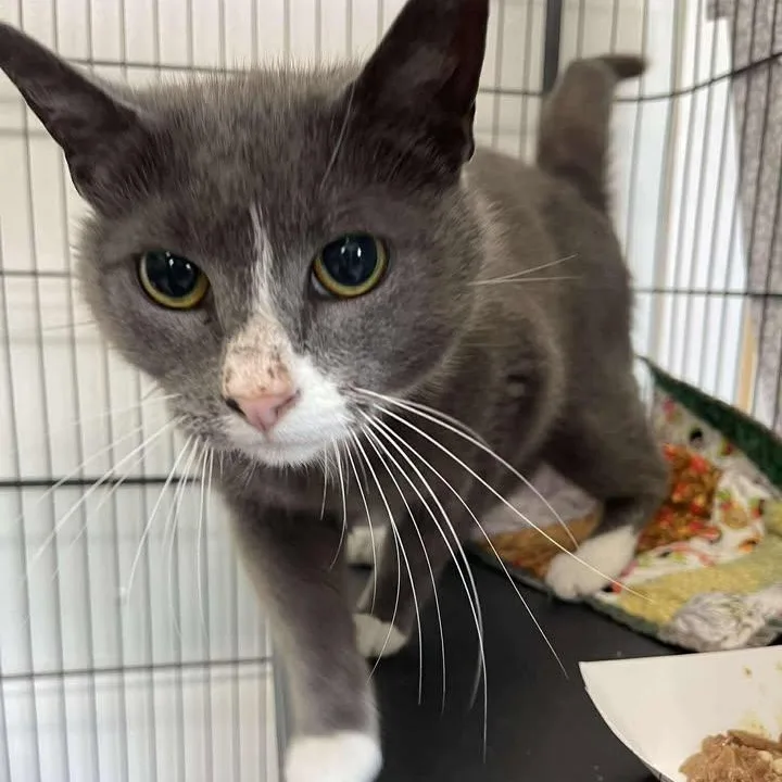 An adult large-sized male Gray & White Domestic Short Hair cat named Archie for adoption in Winthrop, ME