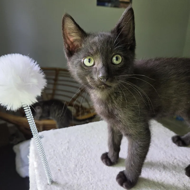 A baby medium-sized male Smoke Domestic Short Hair cat named Bear for adoption in Fort Oglethorpe, GA