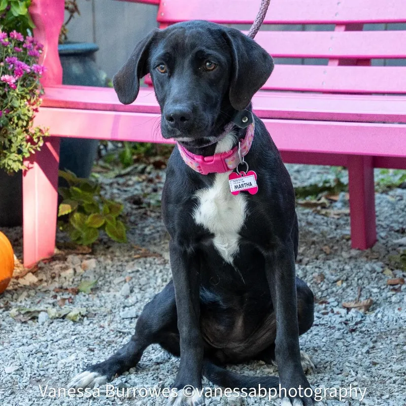 A young medium-sized female Black Labrador Retriever dog named Martha for adoption in Wake Forest, NC