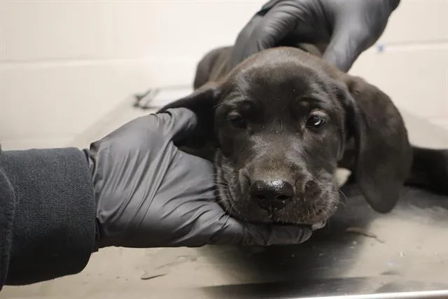 A baby small-sized female Mixed Breed dog named Hun for adoption in Columbia, SC