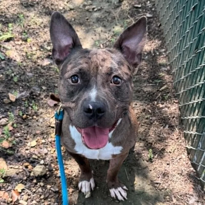 An adult large-sized male Terrier dog named Dylan for adoption in Mooresville, NC