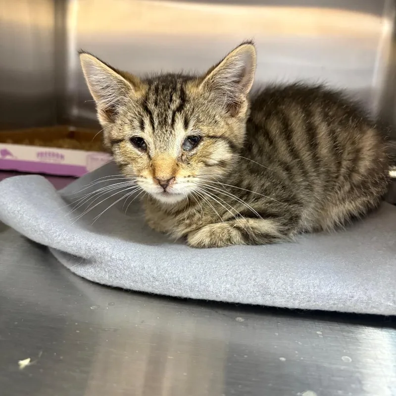 A baby small-sized male Brown / Chocolate Domestic Short Hair cat named Armada for adoption in Kanab, UT