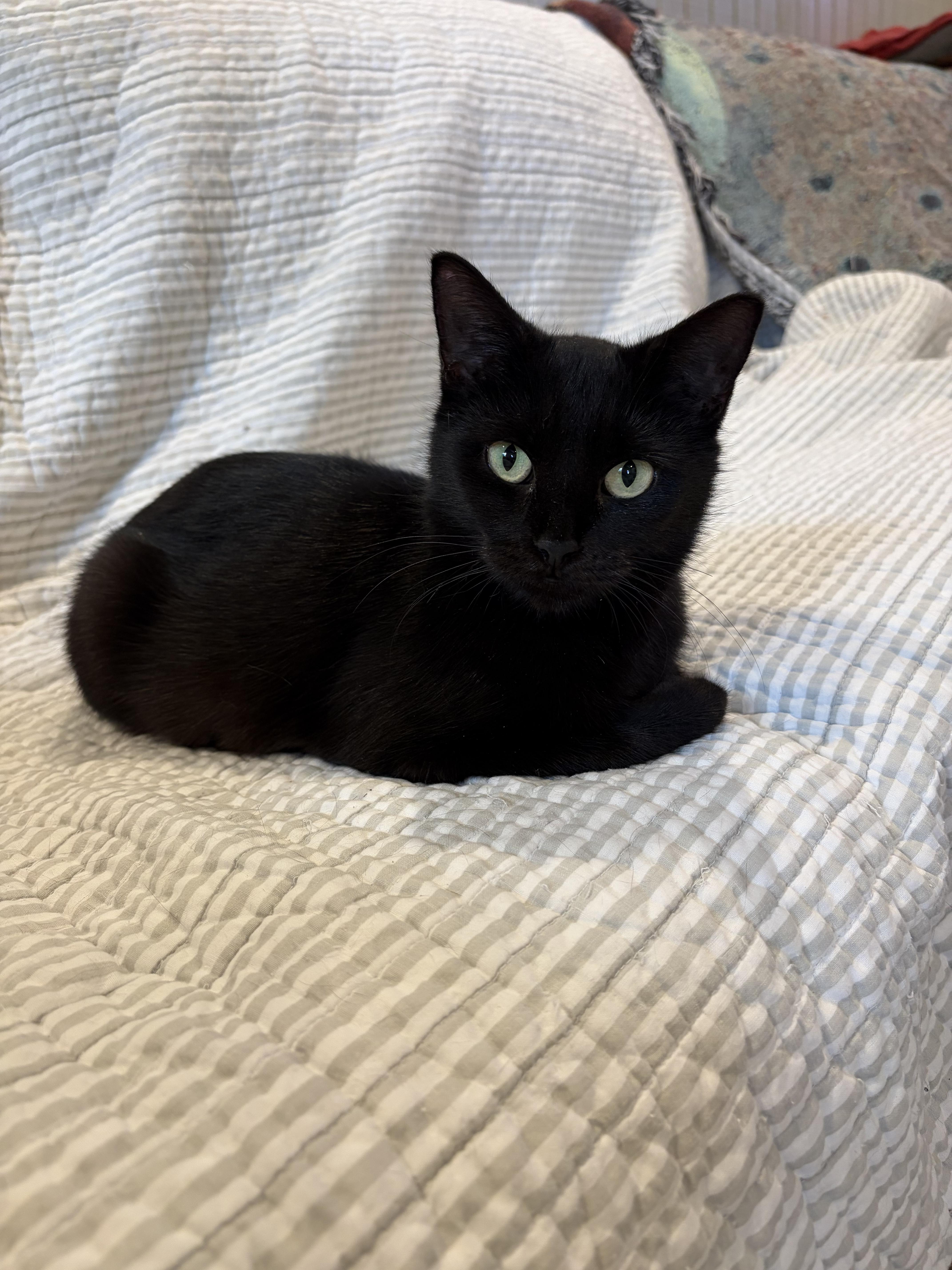 An adult small-sized female American Shorthair cat named Phoinix for adoption in Tifton, GA