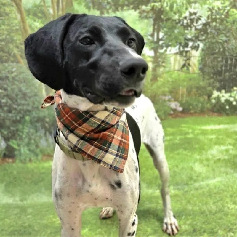 An adult medium-sized female German Shorthaired Pointer dog named Lucy for adoption in Franklin, NC