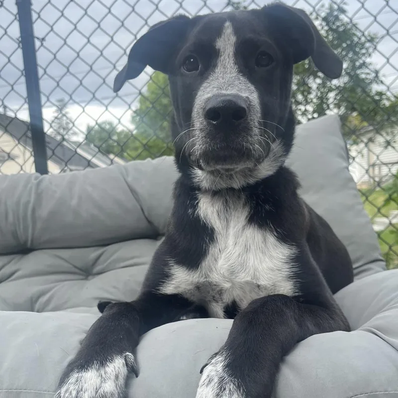 Charlie Boy D