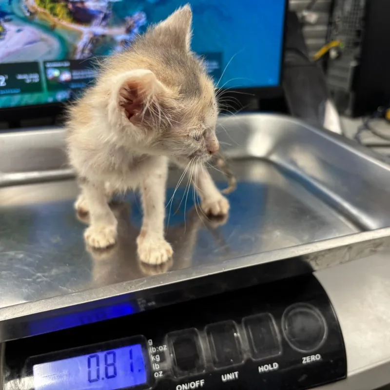 A baby small-sized female Gray / Blue / Silver Domestic Short Hair cat named Tionne Watkins for adoption in St Joseph, MO
