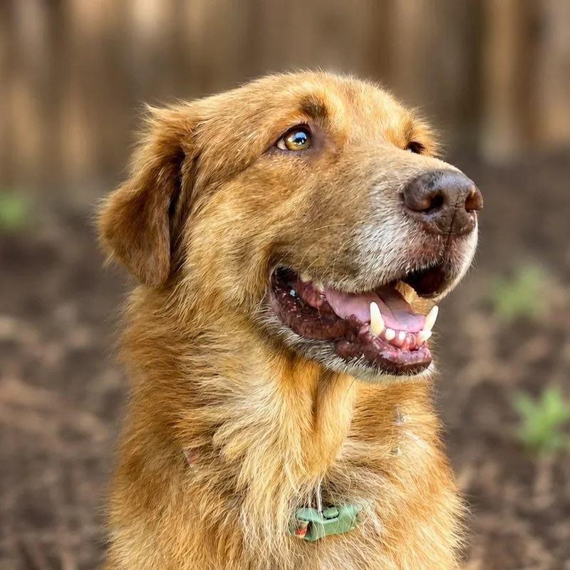 An adult medium-sized male Golden Retriever dog named Marty for adoption in Boerne, TX