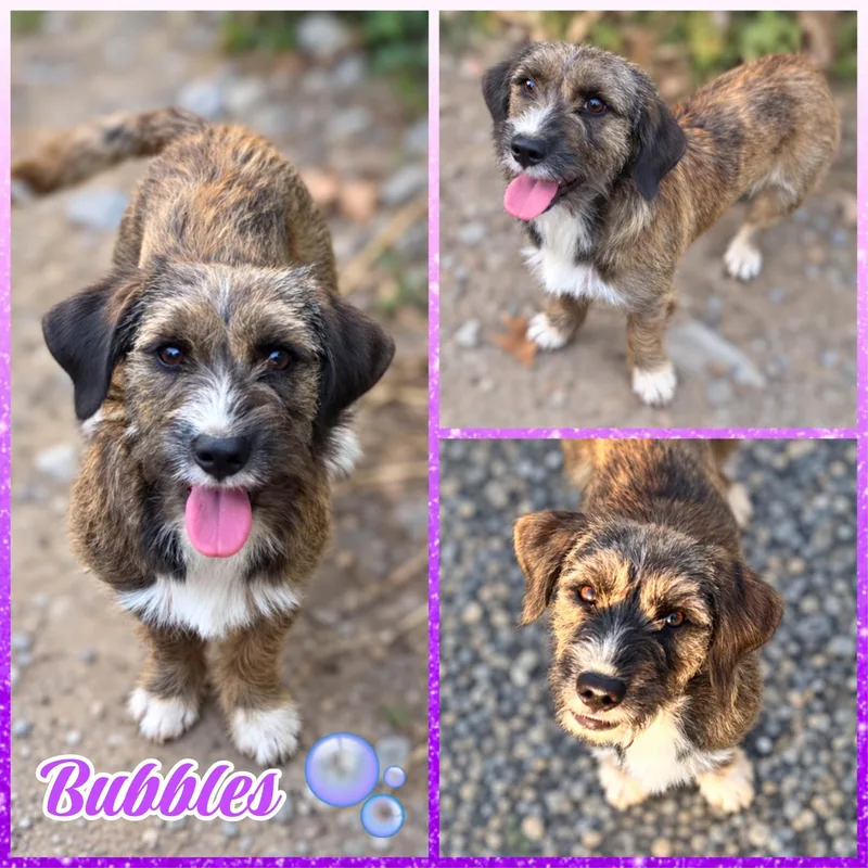A young small-sized female Brindle Cairn Terrier dog named Bubbles for adoption in Blacksburg, SC