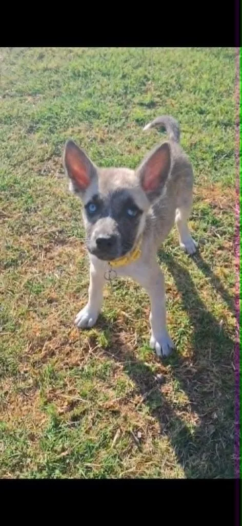 A baby small-sized female Mixed Breed dog named Meadow for adoption in Mesa, AZ