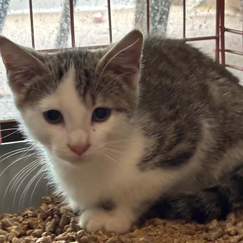 A baby small-sized male Brown / Chocolate Domestic Short Hair cat named Guacamole for adoption in Inwood, WV