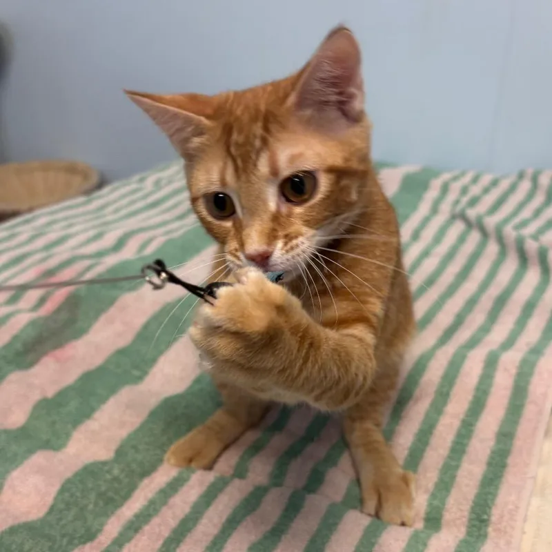 A baby medium-sized male Orange / Red Domestic Short Hair cat named Apollo for adoption in Fort Lauderdale, FL