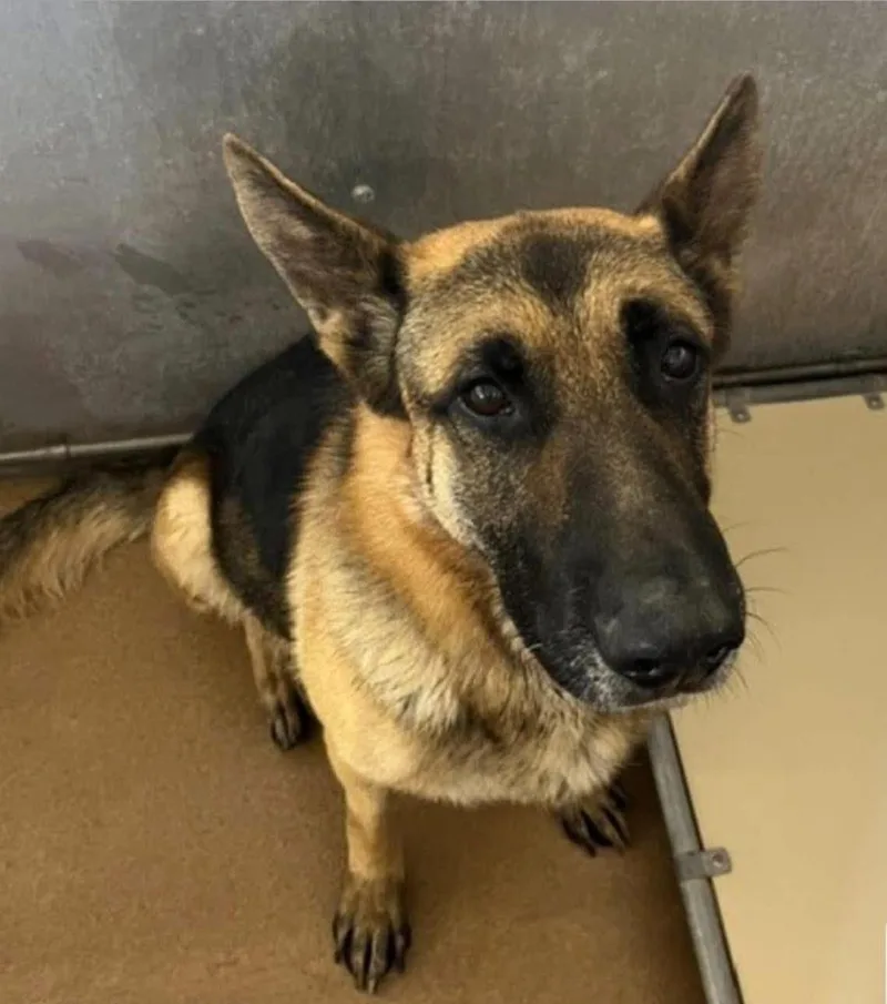 An adult large-sized male German Shepherd Dog named Squib for adoption in Salt Lake City, UT