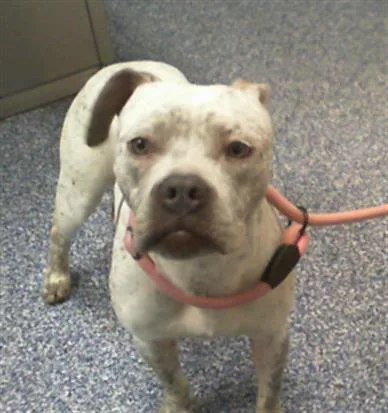 A young medium-sized female Pit Bull Terrier dog named Paris for adoption in Charlotte, NC