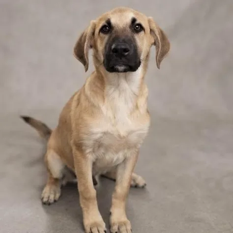 A baby large-sized male White / Cream Shepherd dog named Gunner for adoption in Elgin, TX