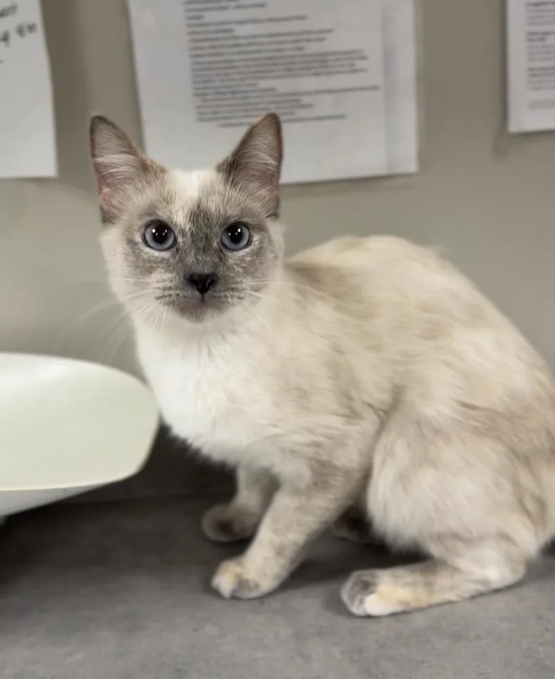 An adult small-sized female Domestic Short Hair cat named Sage for adoption in Bemidji, MN