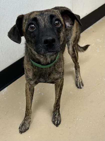An adult medium-sized female Shepherd dog named Shenzi for adoption in Phoenix, AZ