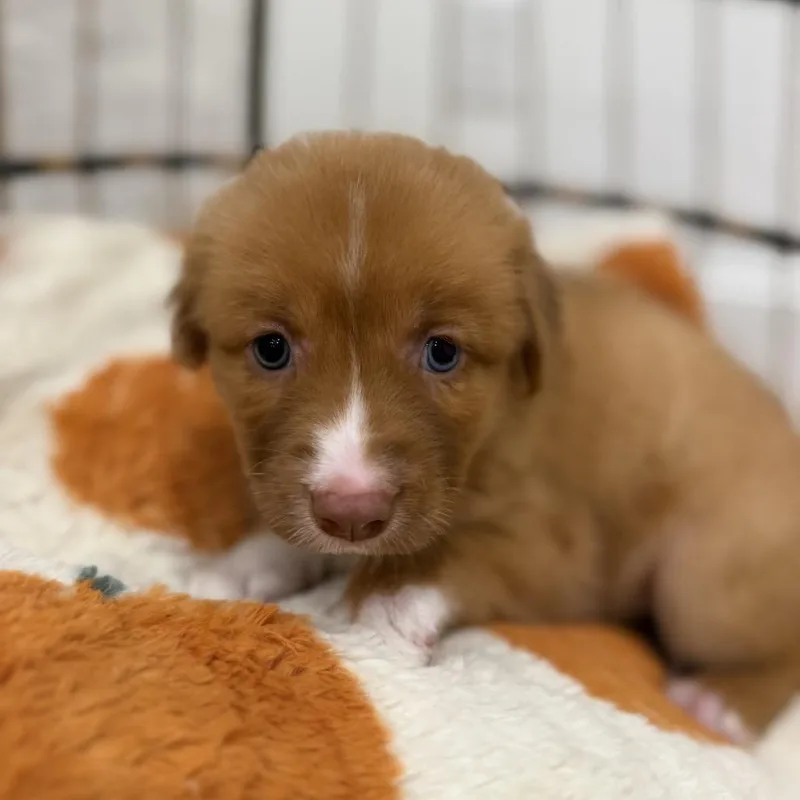 A baby medium-sized female Golden Retriever dog named Ginger for adoption in Baton Rouge, LA