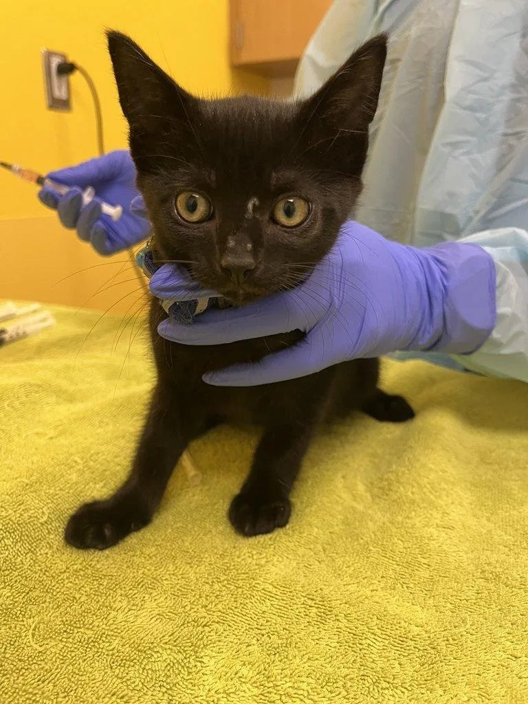 A baby small-sized male Black Domestic Short Hair cat named Mamoru for adoption in Raleigh, NC