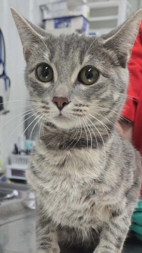 A young small-sized female Domestic Short Hair cat named Selma for adoption in Hillsdale, IN