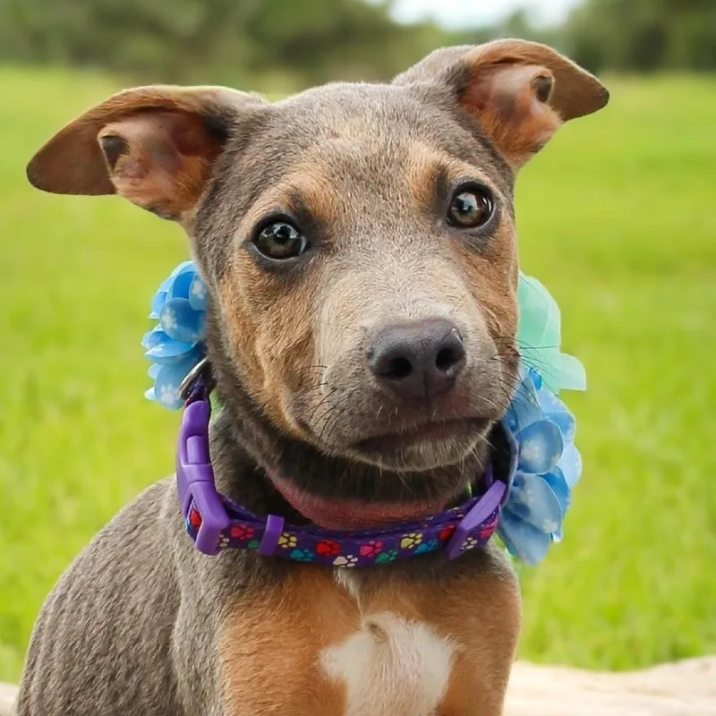 A baby small-sized male Brown / Chocolate Mixed Breed dog named Bingo for adoption in Lake Jackson, TX