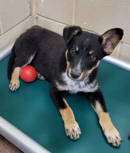 A baby large-sized male Mixed Breed dog named Ernie for adoption in Kalispell, MT