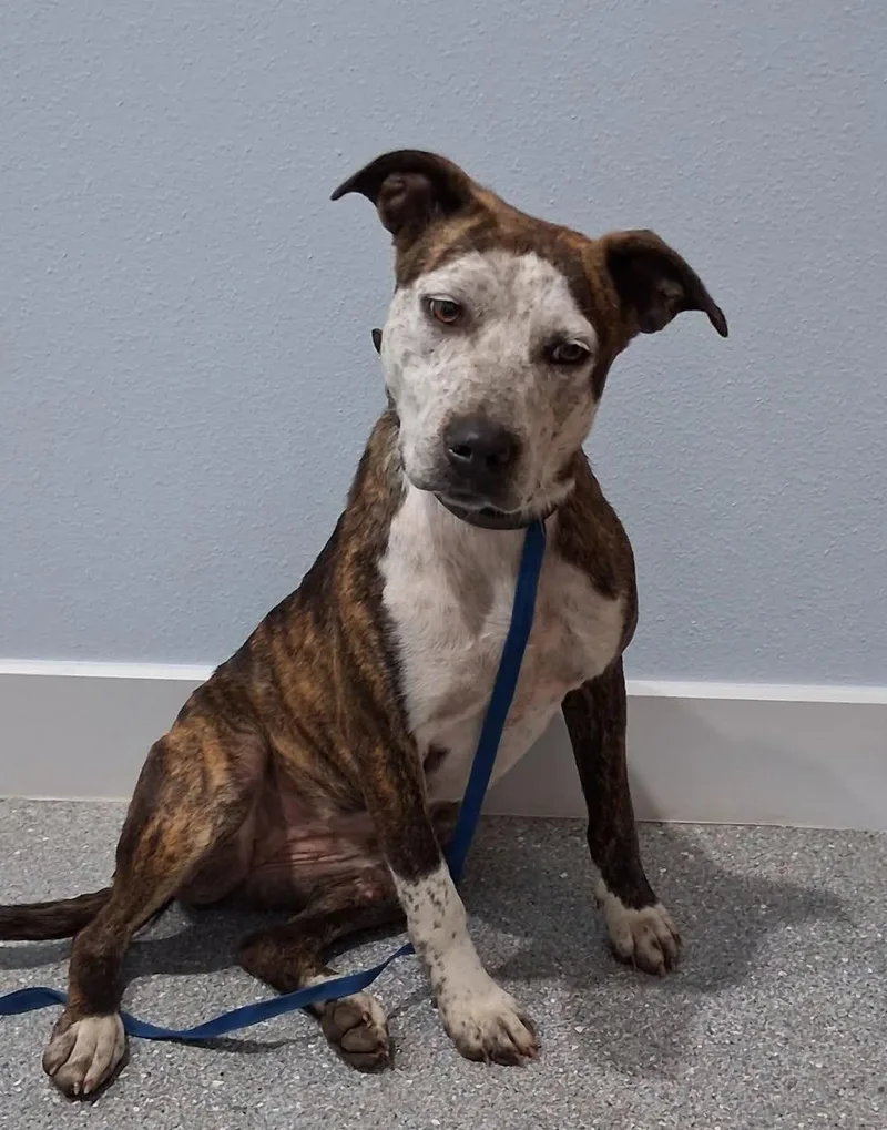 A young medium-sized female Mixed Breed dog named Hattie for adoption in Davenport, IA