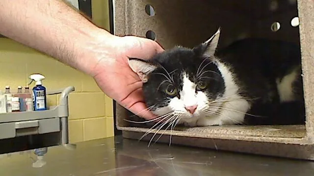 A young medium-sized male Domestic Short Hair cat named Moo Moo for adoption in Cookeville, TN