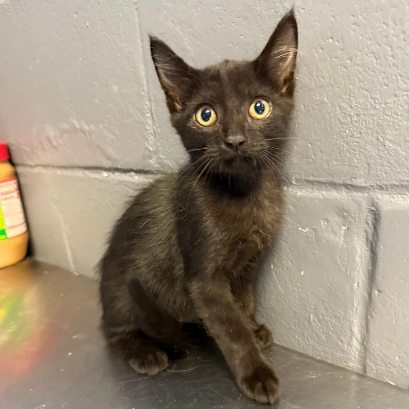 A baby small-sized female Black Domestic Short Hair cat named Luna for adoption in Tuscaloosa, AL