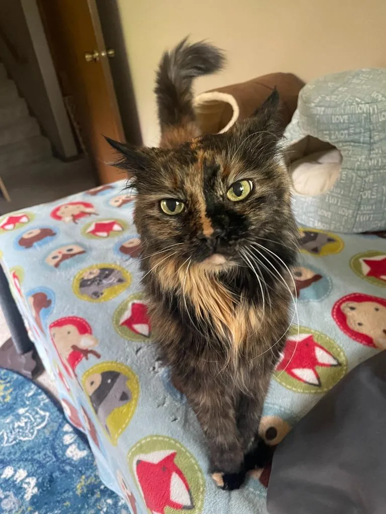 Tasha