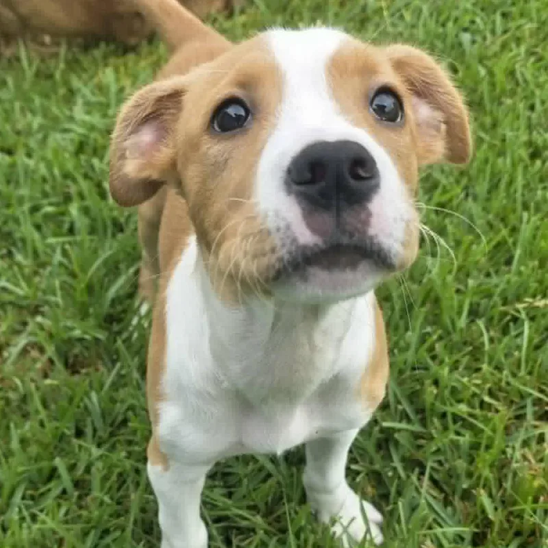 Kona
