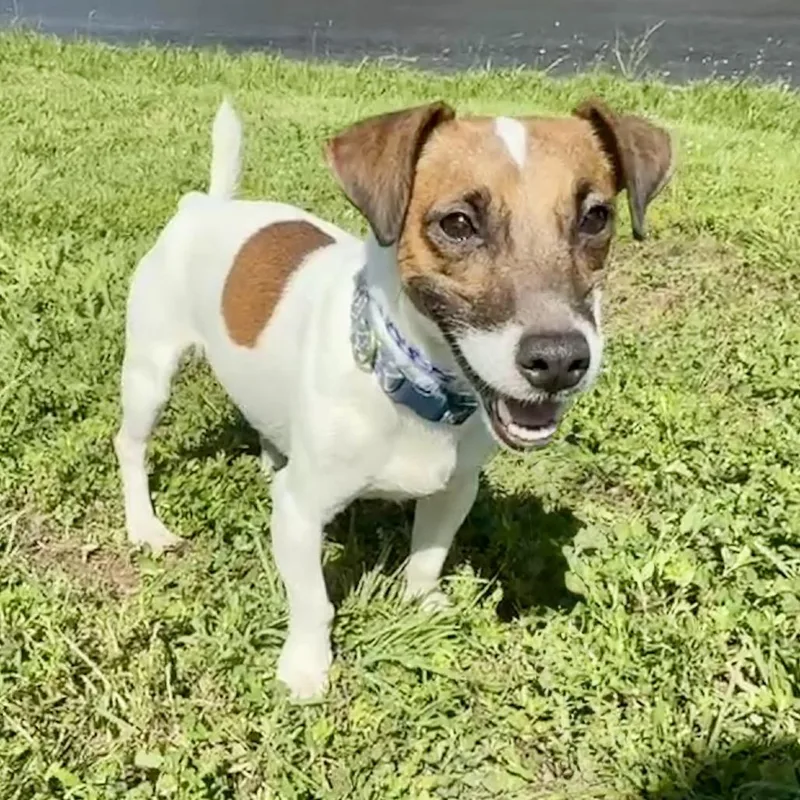 An adult small-sized male White / Cream Rat Terrier dog named Jimmy Pr for adoption in Union, MO