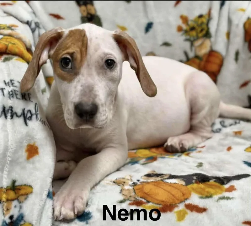 A baby medium-sized male Hound dog named Nemo for adoption in Manchester, CT
