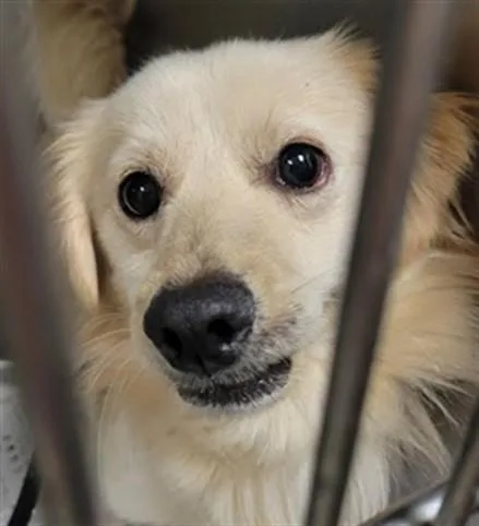 A young small-sized male Labrador Retriever dog named Golden for adoption in Van Nuys, CA