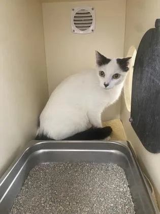 An adult medium-sized female Domestic Short Hair cat named Eastside for adoption in Cincinnati, OH