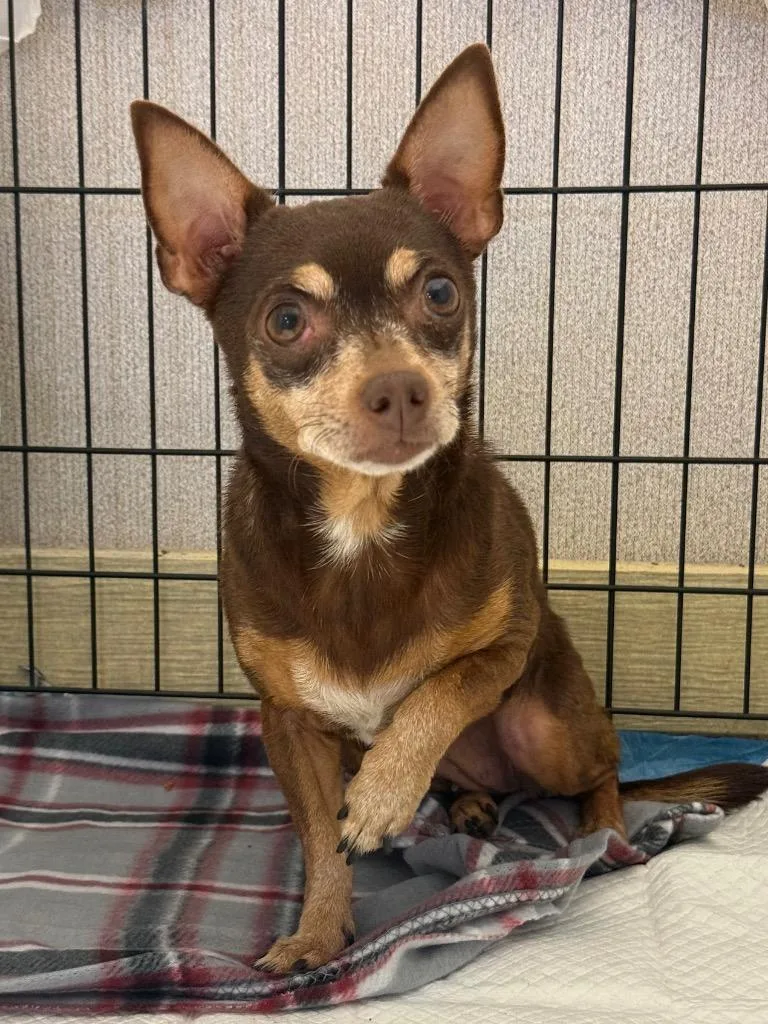An adult small-sized female Chihuahua dog named Duchess Grace for adoption in New Braunfels, TX