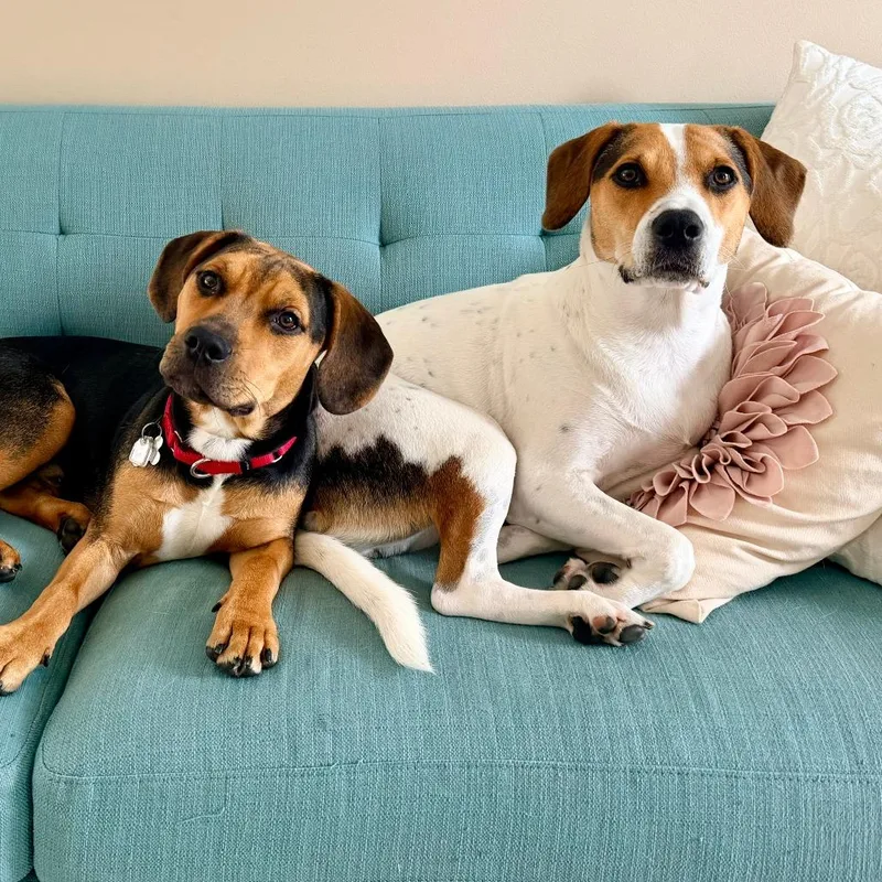 A young small-sized male Black Beagle dog named Lou Bear FKA Astronomy for adoption in Falls Church, VA