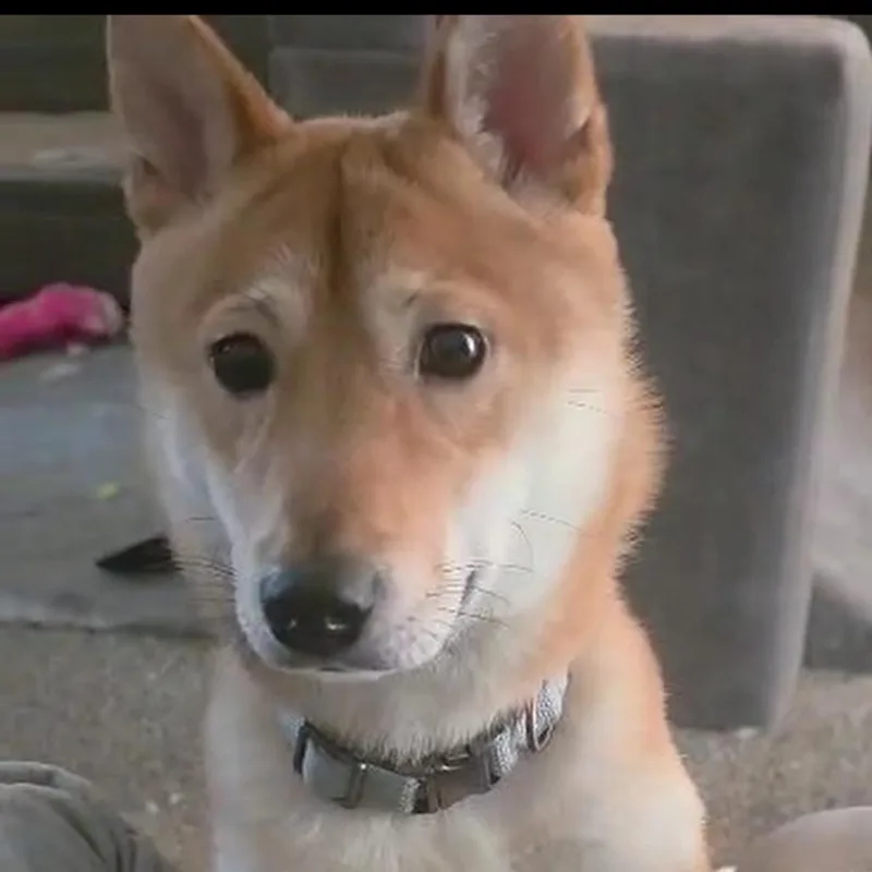 A young small-sized female Yellow / Tan / Blond / Fawn Shiba Inu dog named Sushi for adoption in Las Vegas, NV