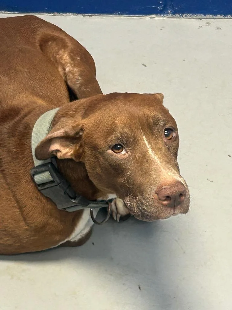 A senior medium-sized female Pit Bull Terrier dog named Nicki for adoption in Hartsville, SC