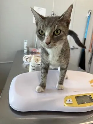 An adult large-sized female Domestic Short Hair cat named Cider for adoption in Lafayette, IN