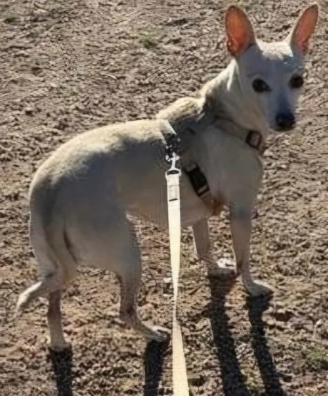 A senior small-sized female Apricot / Beige Chihuahua dog named CoCo for adoption in Anthem, AZ