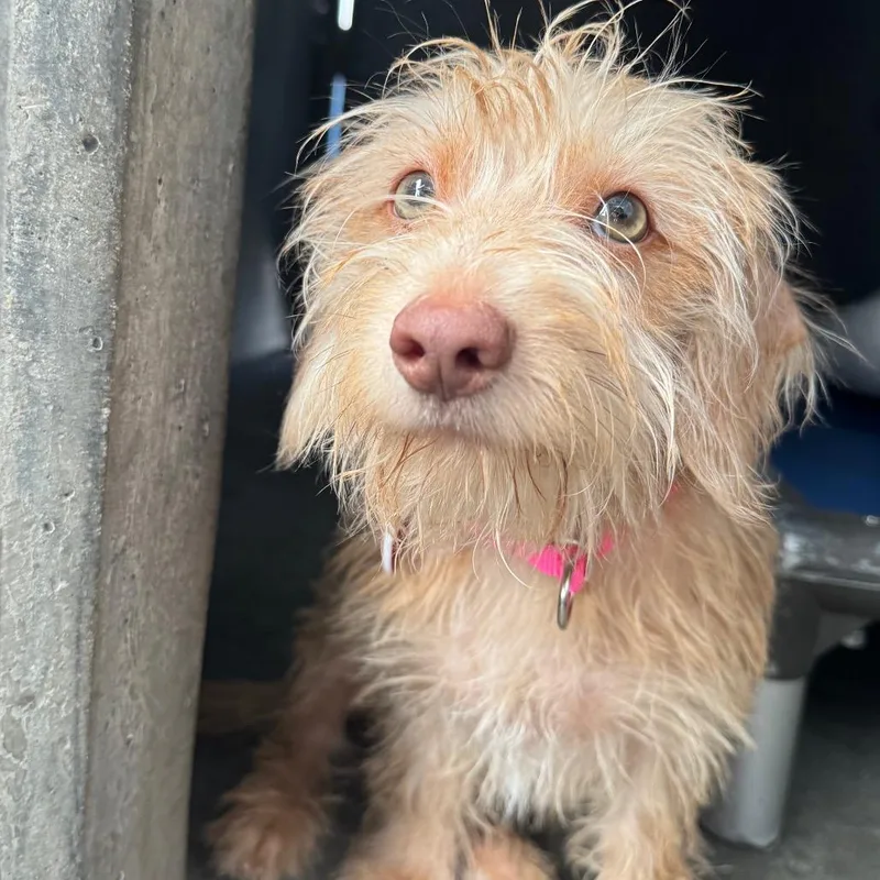 A baby small-sized female Yellow / Tan / Blond / Fawn Terrier dog named Yaki A for adoption in Mission Hills, CA