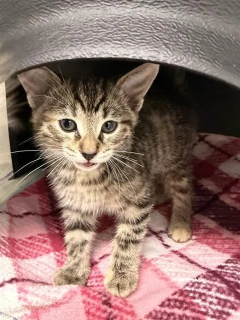 A baby small-sized female Domestic Short Hair cat named Yuzu for adoption in Ontario, CA