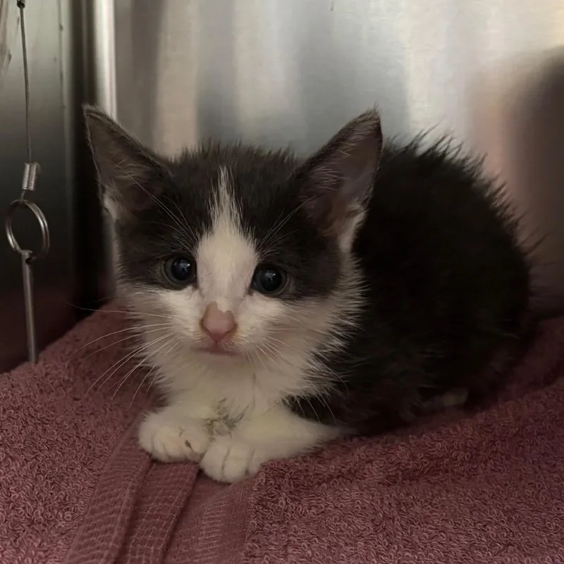 A baby small-sized male Gray / Blue / Silver Domestic Short Hair cat named Coast for adoption in Long Beach, CA