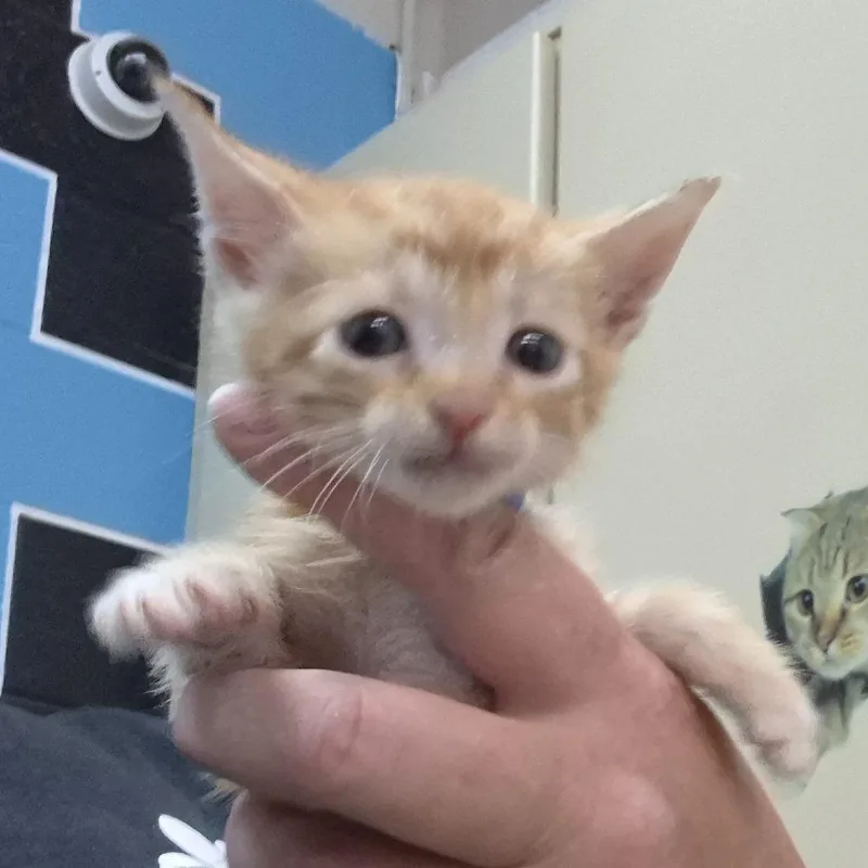 A baby small-sized male Orange / Red Domestic Short Hair cat named Mikey for adoption in Ardmore, OK