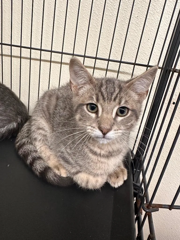 A baby small-sized male American Shorthair cat named George Weasley for adoption in Sidney, NY
